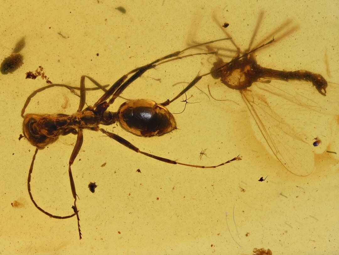 What Insect Extinct Extinct Gerontoformica Ant, Fossil Insect Inclusion in Burmese Amber - Etsy