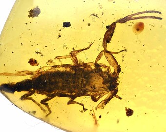 Rare Scorpion, Fossil inclusion in Burmese Amber
