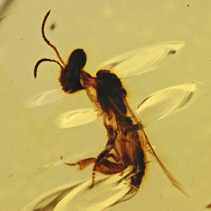 Rare Anthophila (Stingless Bee), Fossil insect inclusion in Chiapas Amber