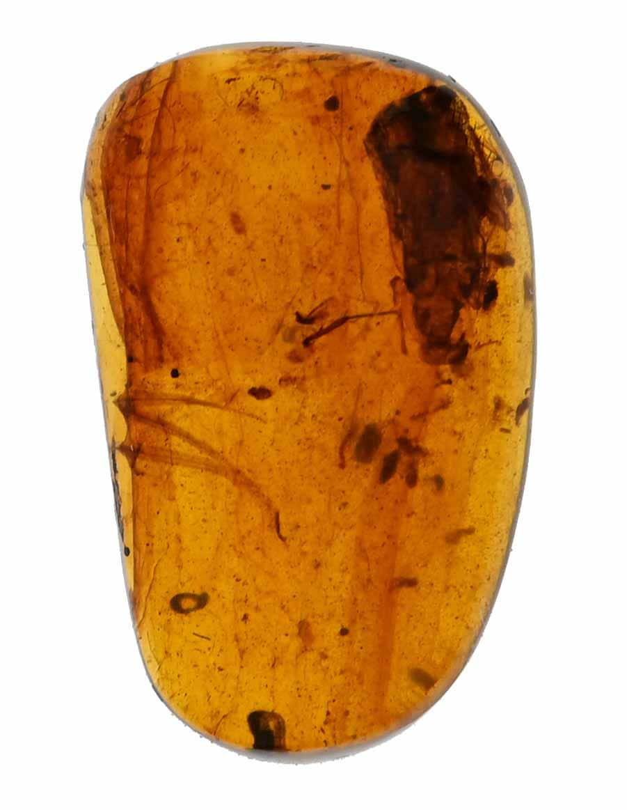 ビルマ産琥珀に含まれる希少な鳥類の羽毛の化石 - Etsy 日本