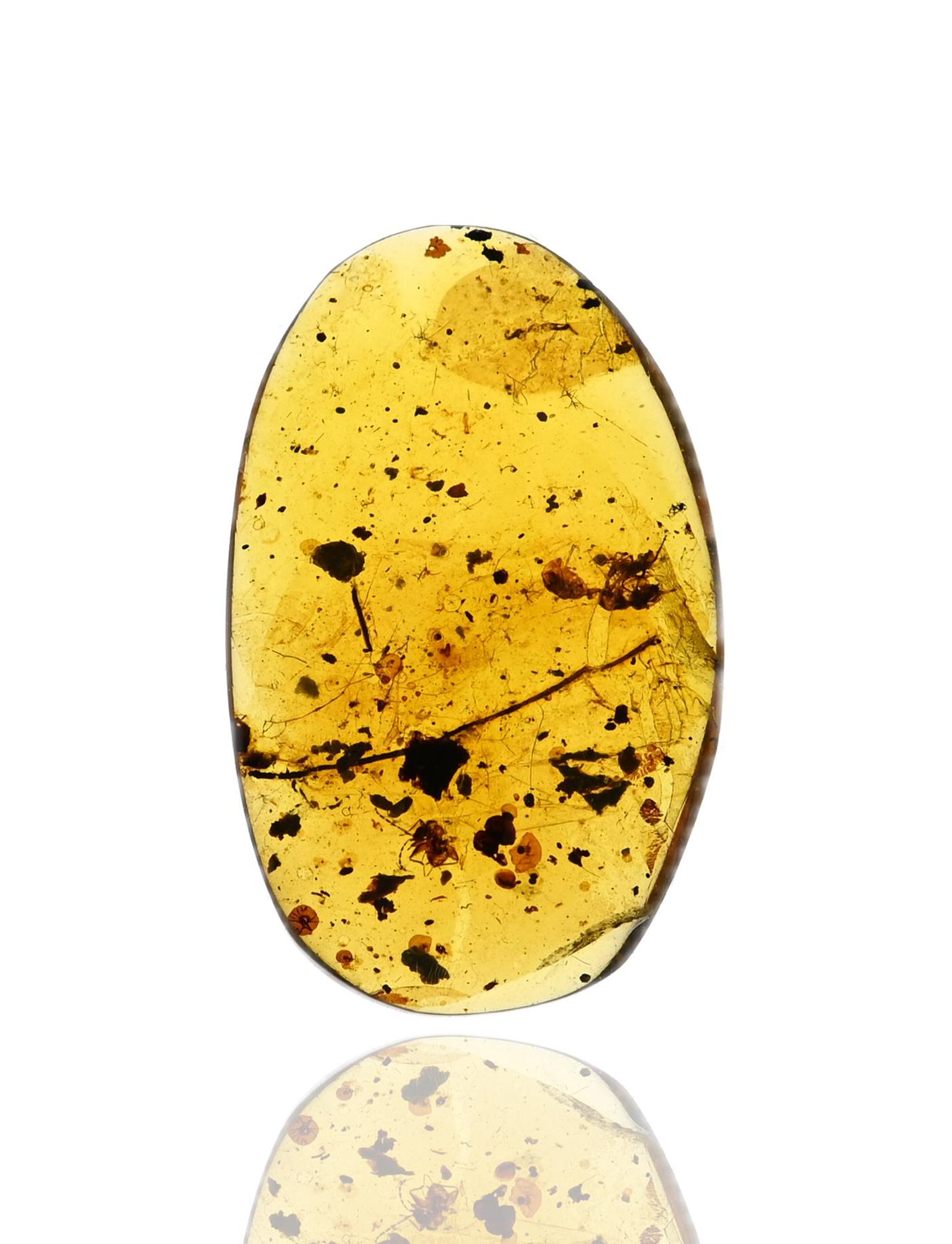RARE Zoraptera angel Insect, Fossil Insect Inclusion in Burmese Amber ...