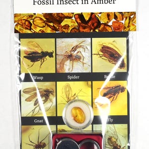 GENUINE Fossil Insect Inclusion in Baltic amber kit - Includes Magnifier and COA