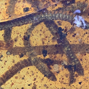 Rare Swarm of Diplopoda (Millipede), Fossil insect inclusion in Burmese Amber