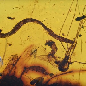 Diplopoda (Millipede) with flies, Fossil insect inclusion in Burmese Amber
