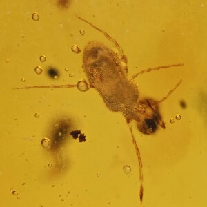 Detailed Erythraeidae (Velvet Mite), Fossil insect inclusion in Burmese Amber