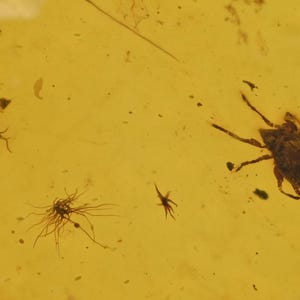 Oribatida (Moss Mite), Fossil insect inclusion in Burmese Amber