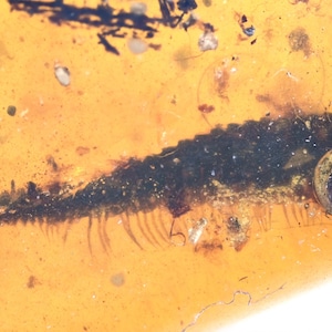 Diplopoda (Millipede), predatory mite, Fossil insect inclusion in Burmese Amber