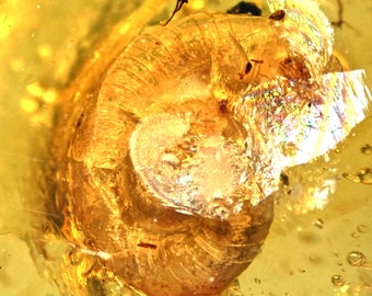 Scarce Gastropoda (Land Snail), Fossil Inclusion in Burmese Amber