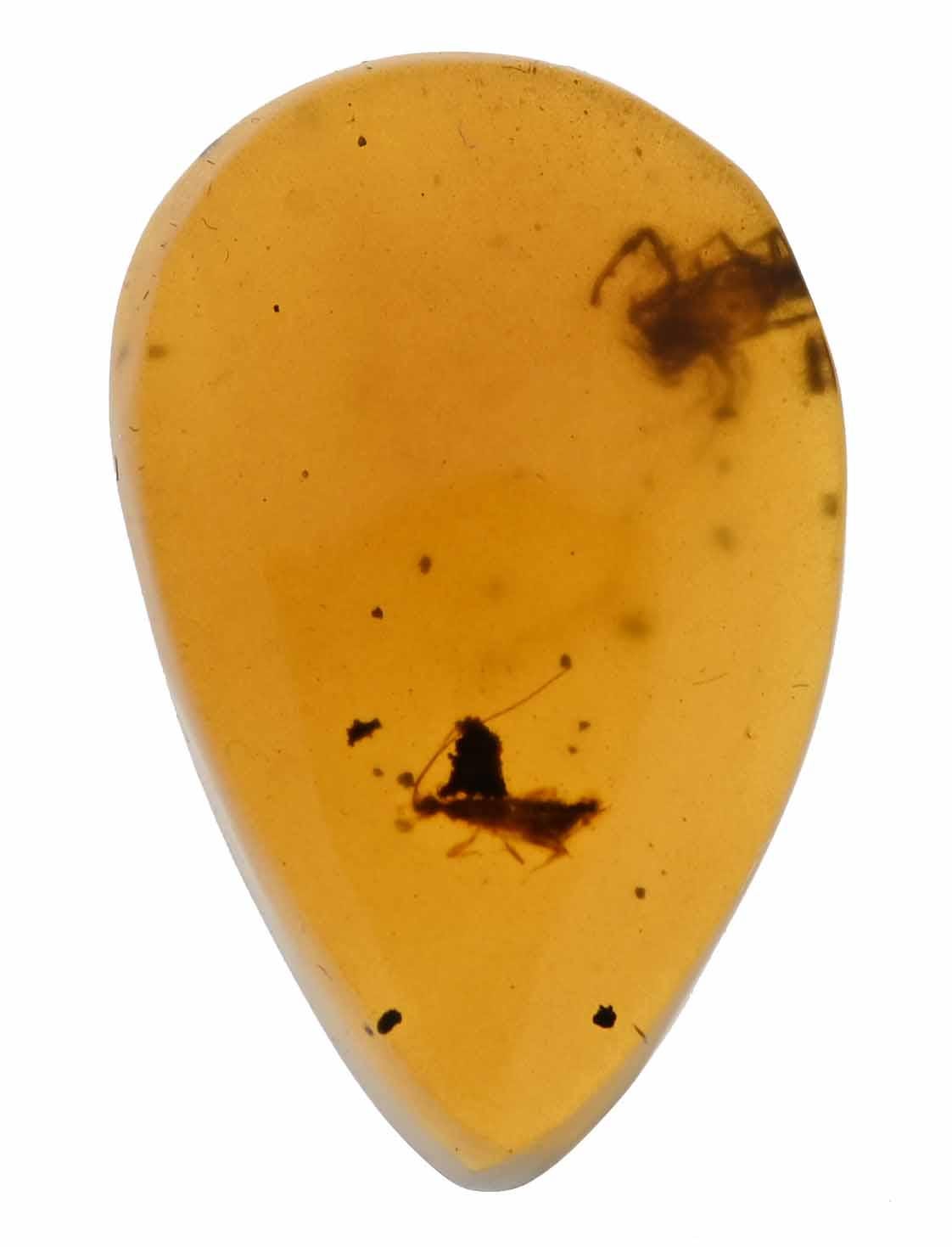 ビルマ産琥珀に含まれる希少なサソリの部分化石 - Etsy 日本