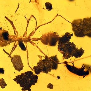 Extinct Sphecomyrma Ant with beetle, Fossil inclusion in Burmese Amber