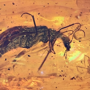 Interesting Beetle with Spider, Fossil insect inclusions in Burmese Amber