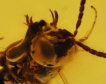 May include: Close-up of an insect encased in amber. The insect's head is visible, with large compound eyes, antennae, and other detailed features. The amber has a warm, golden-yellow hue, highlighting the insect's preserved state.