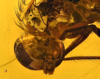Amazing Eye Facets! Dolichopodidae (Fly), Fossil Inclusion in Baltic Amber