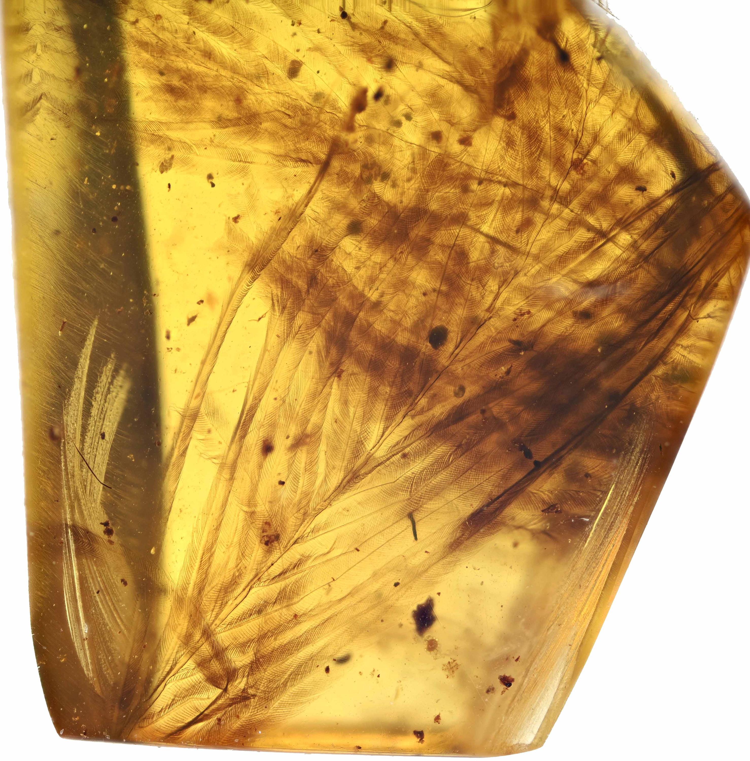 激レア！！羽毛入りビルマ琥珀 琥珀コレクター必見！驚愕の逸品、およそ1億年前の生物の「羽毛