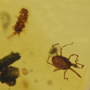 Detailed Acari (Mite) with millipede, Fossil insect inclusion in Burmese Amber