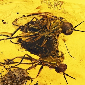 AMAZING Detail Empididae (Dance Fly), Fossil Inclusion in Baltic Amber