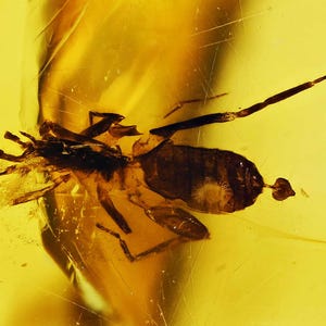 Scarce Schizomida (Whipscorpion), Fossil Inclusion in Burmese Amber