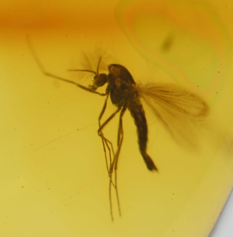 GENUINE Fossil Insect Inclusion in Baltic Amber - Choose Your Quantity ...