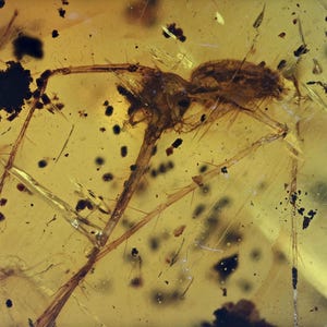 Large Araneae: Araneida (Spider), Fossil insect inclusion in Chiapas Amber