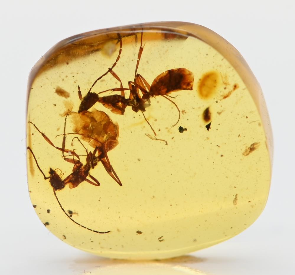 アルヴァレスサウルス科の羽毛、キノコムシ　恐竜　化石　ビルマ琥珀　虫入り琥珀 アルヴァレスサウルス科の羽毛、キノコムシ 恐竜 化石 ビルマ
