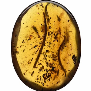 Two Detailed Diplopoda (Millipedes), Fossil inclusion in Burmese Amber