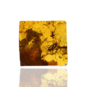Acari (Mite), Fossil insect inclusion in Burmese Amber