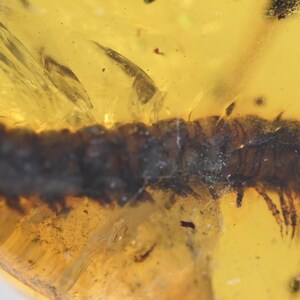 Diplopoda (Millipede), Fossil insect inclusion in Burmese Amber