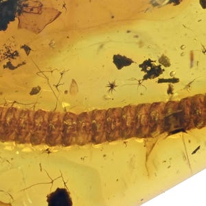 Detailed Diplopoda (Millipede), Fossil insect inclusion in Burmese Amber