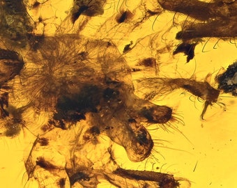 RARE Large Lycosidae (Wolf Spider), Fossil inclusion in Burmese Amber