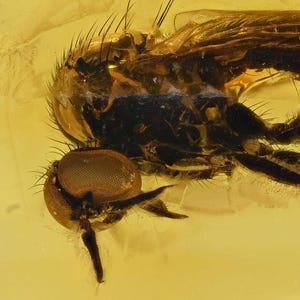 AMAZING Detail Empididae (Dance Fly), Fossil insect inclusion in Baltic Amber