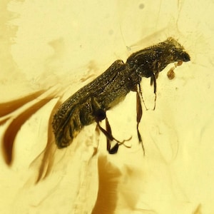 Puede incluir: Un insecto fosilizado conservado en ámbar. El insecto es de color marrón oscuro, con patas y antenas visibles. El ámbar tiene un tono amarillo dorado translúcido, con áreas más oscuras e inclusiones. El insecto está bien definido, mostrando detalles.