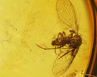 Psychodidae (mouche) détaillé, inclusion de fossiles dans l'ambre de la Baltique