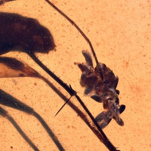 Nematocera laying eggs, Fossil Inclusion in Burmese Amber