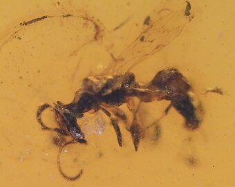 Hyménoptères (guêpes), inclusion d'insectes fossiles dans l'ambre birman