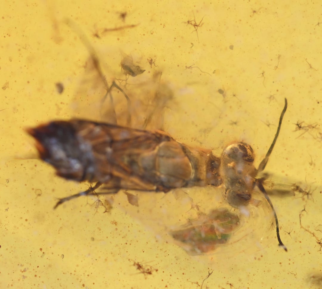 Hymenoptera (wasp), Fossil Insect Inclusion in Burmese Amber - Etsy