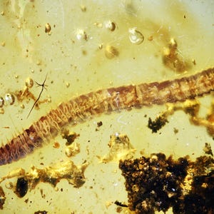 Detailed Diplopoda (Millipede) Fossil inclusion in Burmese Amber