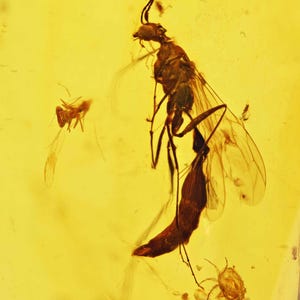 Winged Ant with Caeculidae Mite, Fossil Inclusion in Burmese Amber