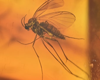 Detailed Sciaridae (Fungus Gnat), Fossil Inclusion in Baltic Amber