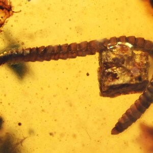 Detailed Diplopoda (Millipede), Fossil inclusion in Burmese Amber