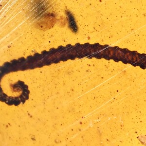 Detailed Diplopoda (Millipede) Fossil inclusion in Burmese Amber