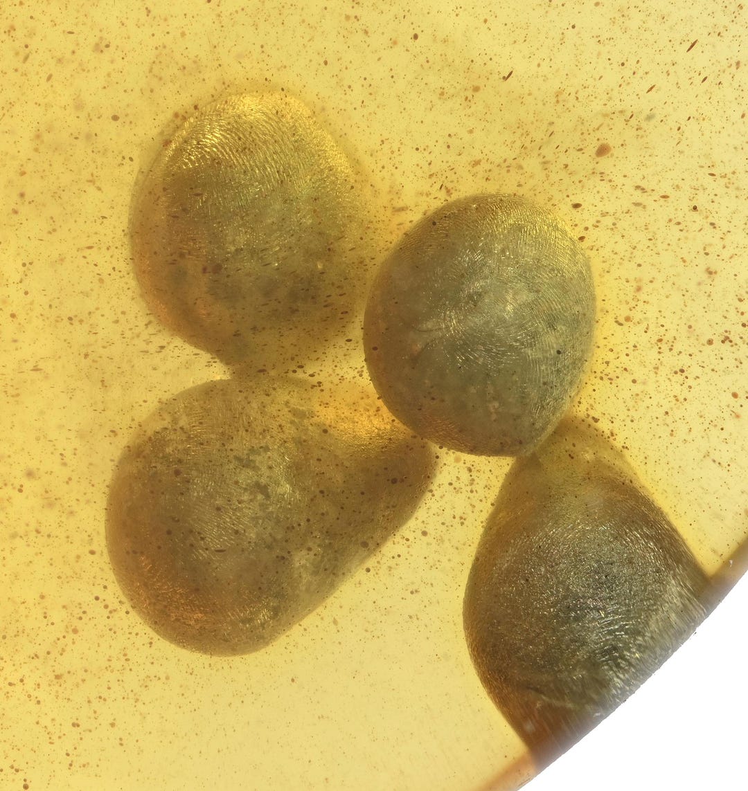 Bivalve Crypts, Fossil Insect Inclusion in Burmese Amber - Etsy