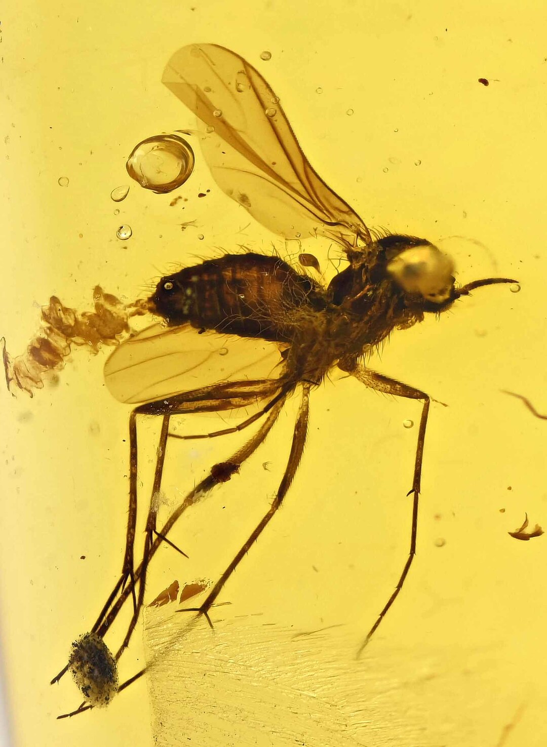 Detailed Sciaridae gnat Laying Eggs Fossil Inclusion in Etsy