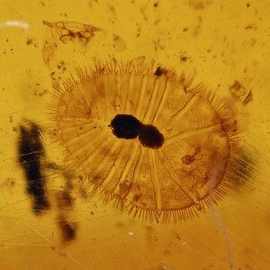 Super Rare Aquatic Larva, Fossil inclusion in Burmese Amber