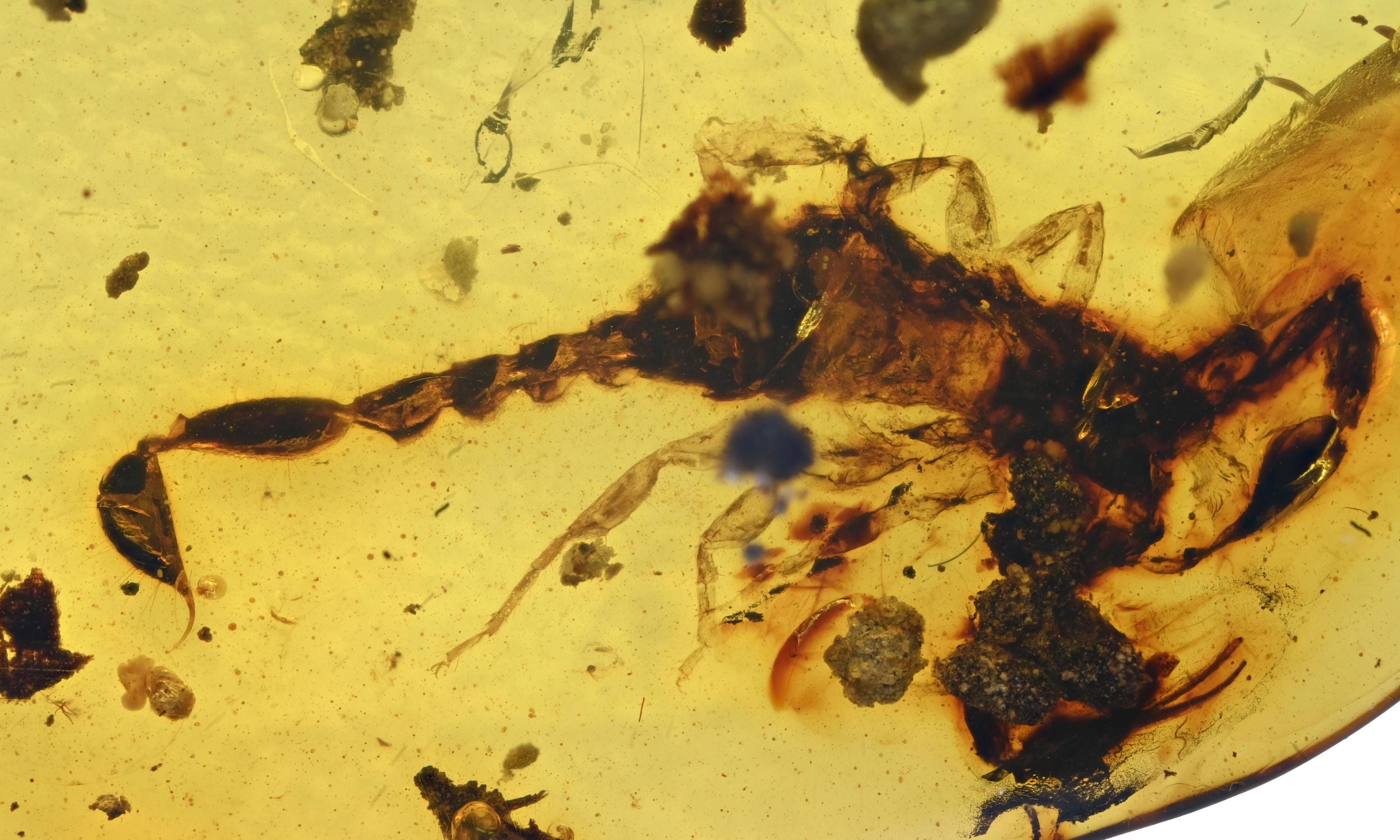 ビルマ産琥珀に含まれる希少なサソリの化石 - Etsy 日本