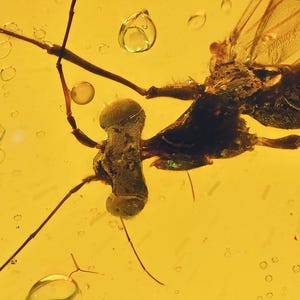 Large perfect Wasp and Termite, Fossil insect inclusion in Chiapas Amber