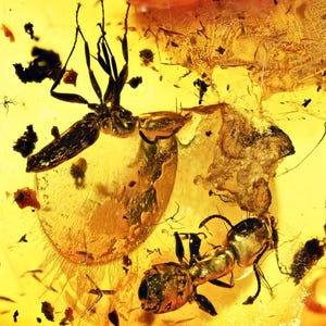 Two Detailed Aculeata, Formicidae (Ant), Fossil Inclusion in Baltic Amber