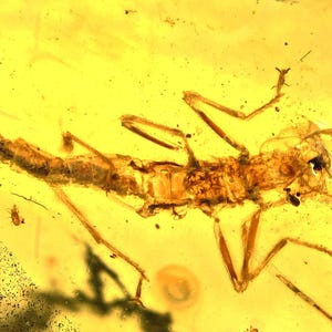 Schaarse phasmatodea (wandelstok), toevoeging van fossielen in Birmese amber