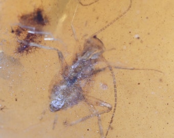 Hyménoptères (guêpes), blattes, cécidomyies, inclusion d'insectes fossiles dans l'ambre birman