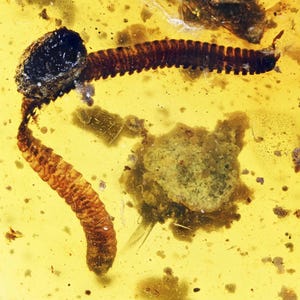 Detailed Diplopoda (Millipede), Fossil inclusion in Burmese Amber