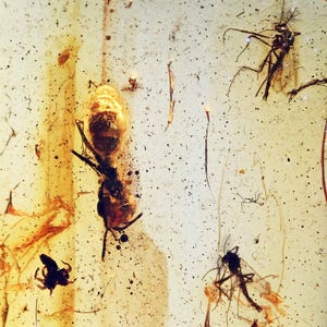 Aculeata, Formicidae (Ant) with midges, Fossil Inclusion in Baltic Amber